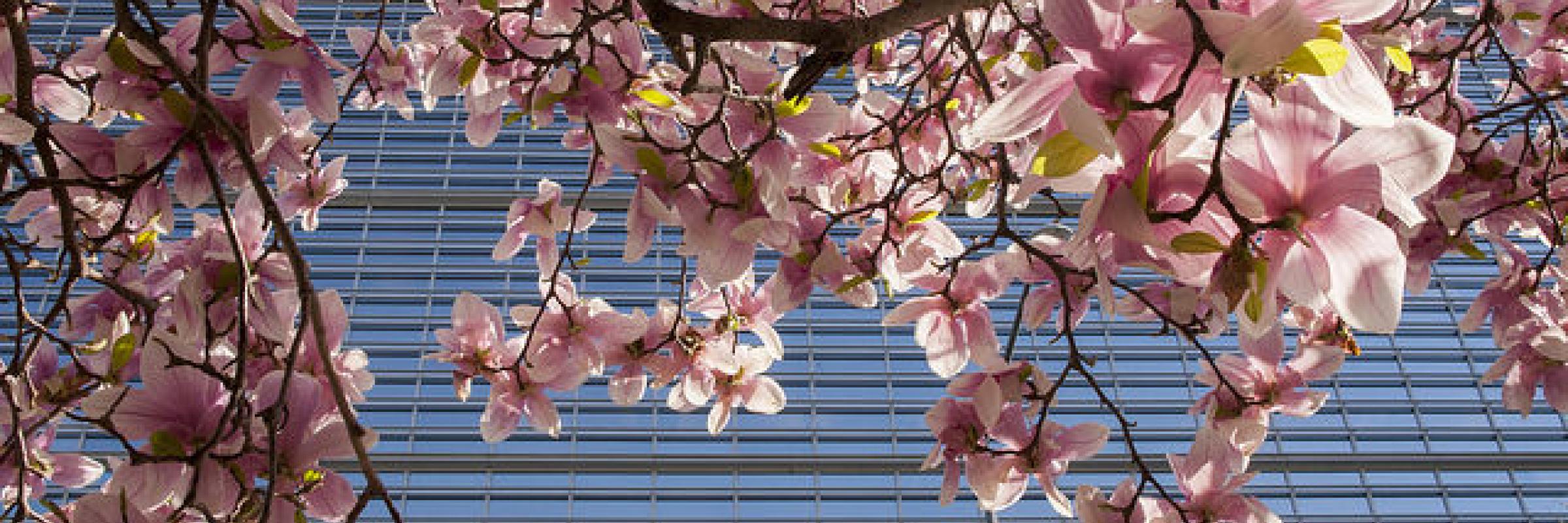 Cherry blossom outside the world bank