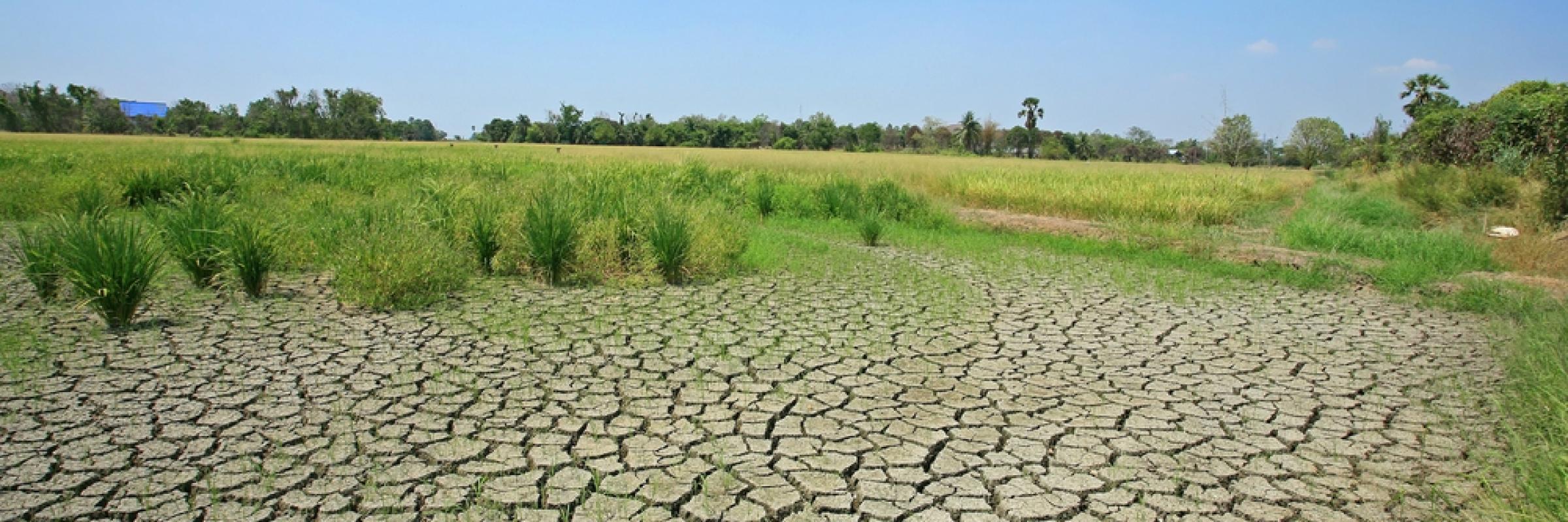 Dry rice field Blanscape Shutterstock 133402562