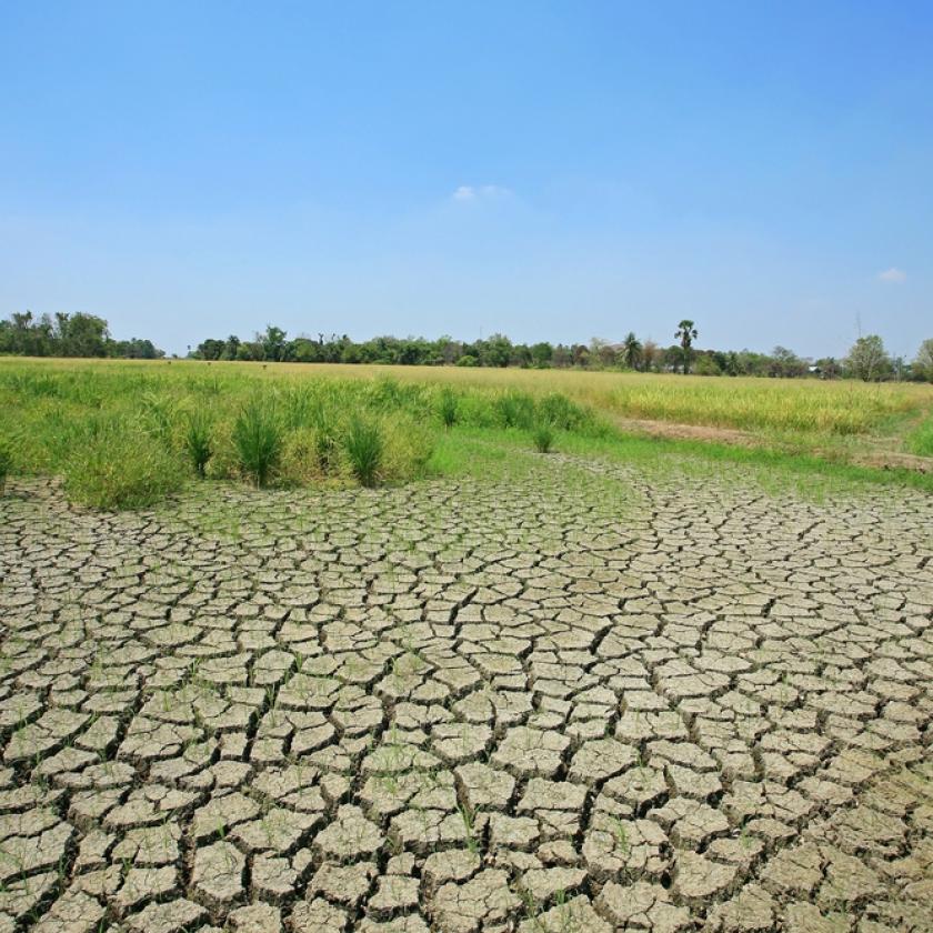 Dry rice field Blanscape Shutterstock 133402562